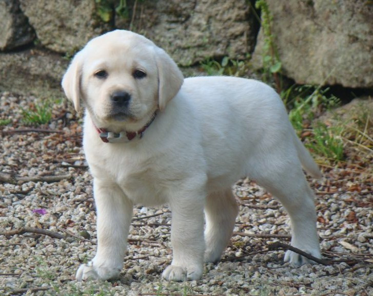 CHIOT 4