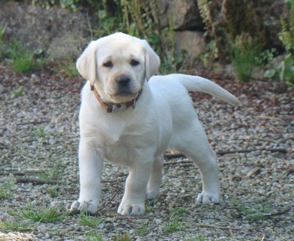 CHIOT 5