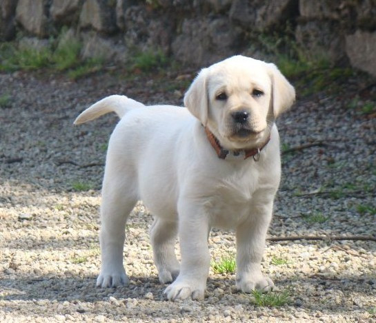 CHIOT 5