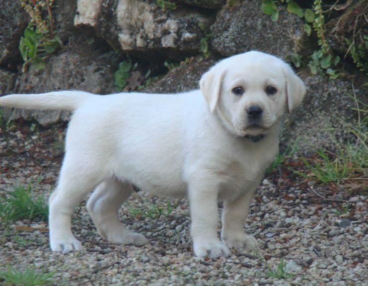 Baloo du royaume des rêves