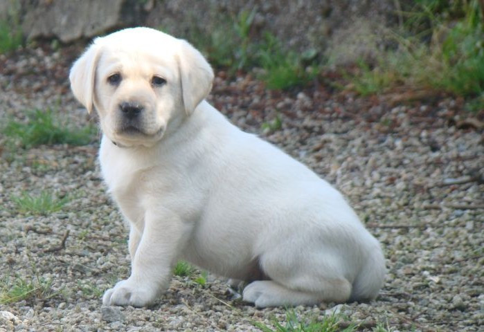 CHIOT 7
