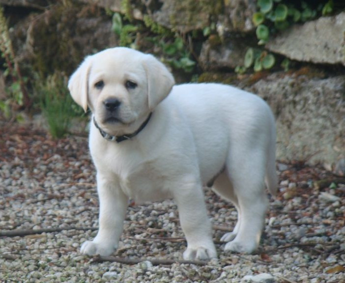 CHIOT 7