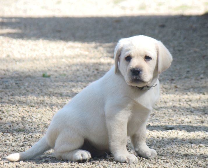 CHIOT 7