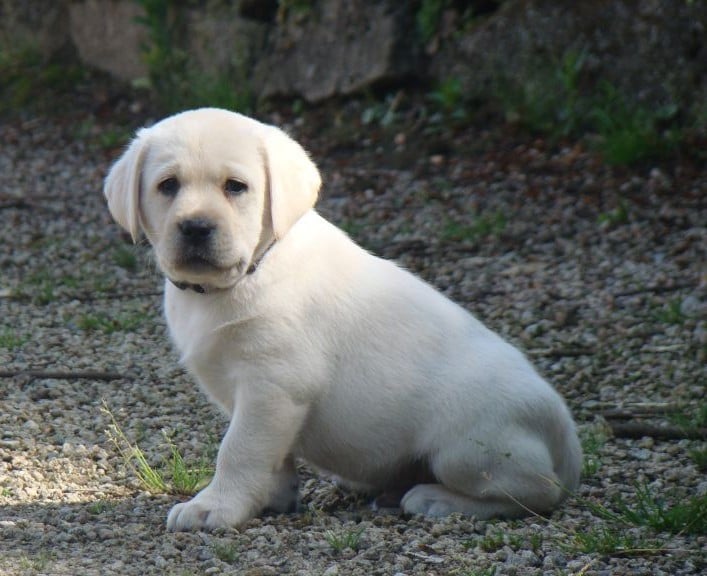 CHIOT 7