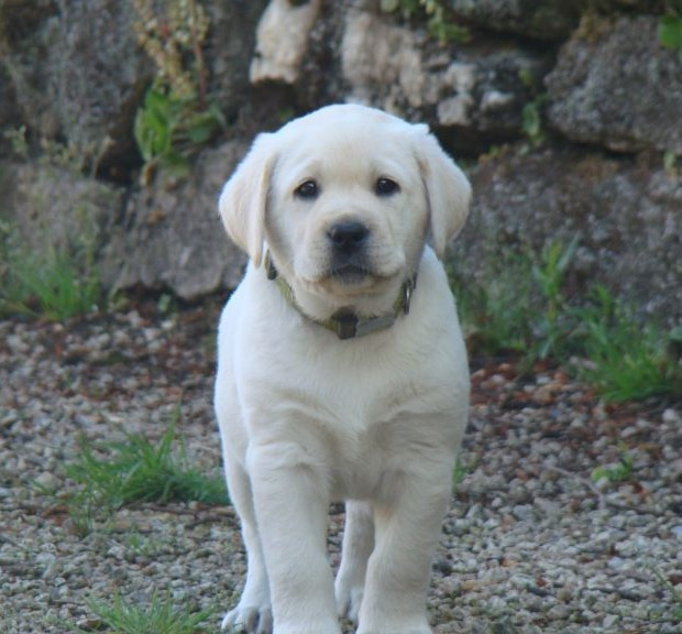 CHIOT 8