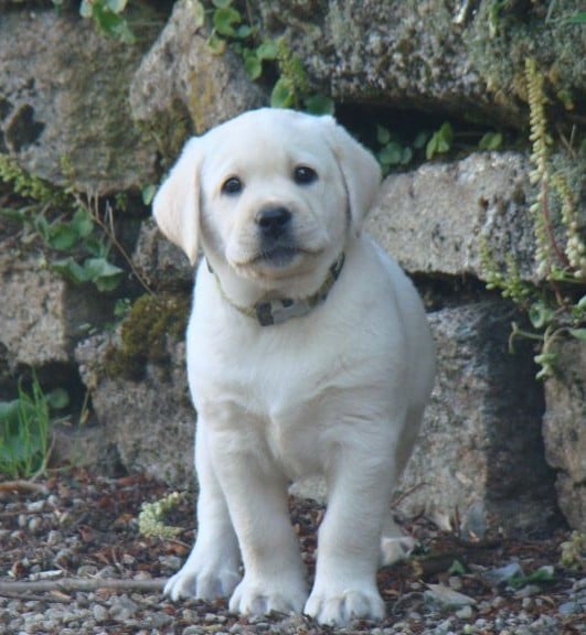 CHIOT 8