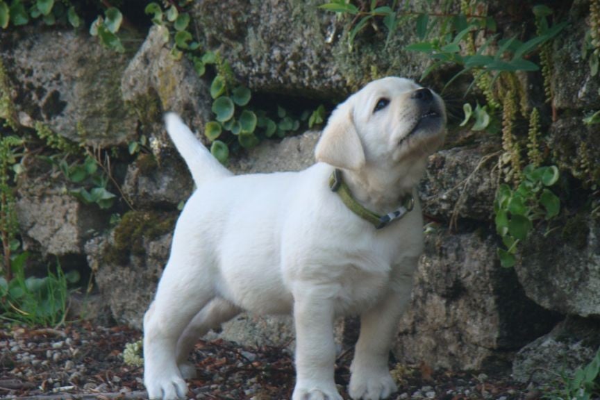 CHIOT 8