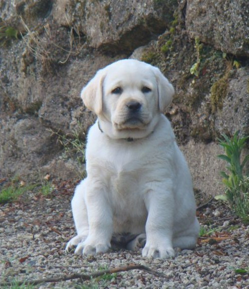 CHIOT 9