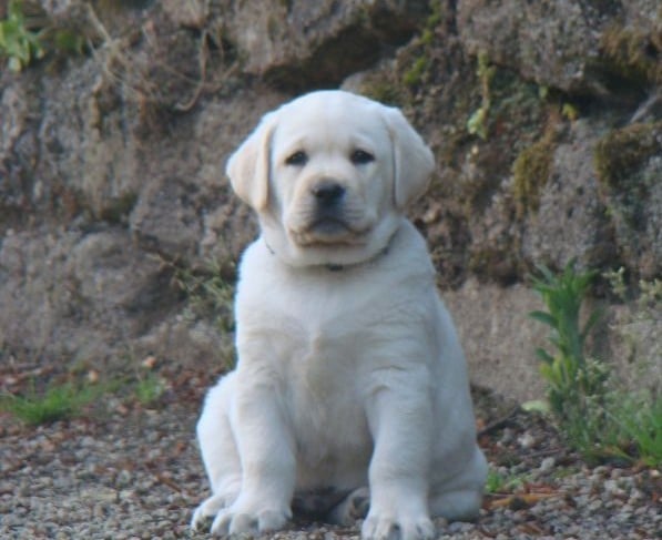 CHIOT 9
