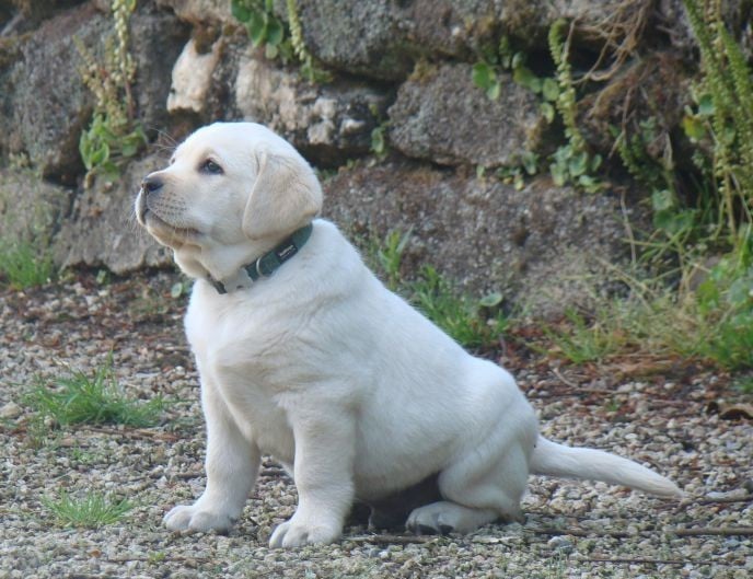CHIOT 9