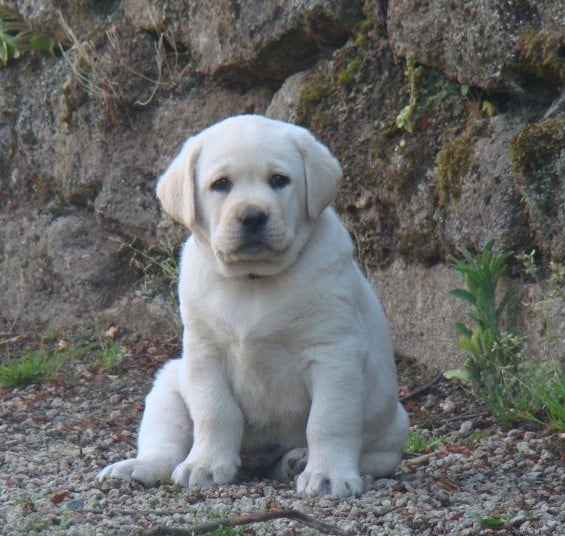CHIOT 9