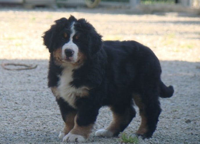 CHIOT 1