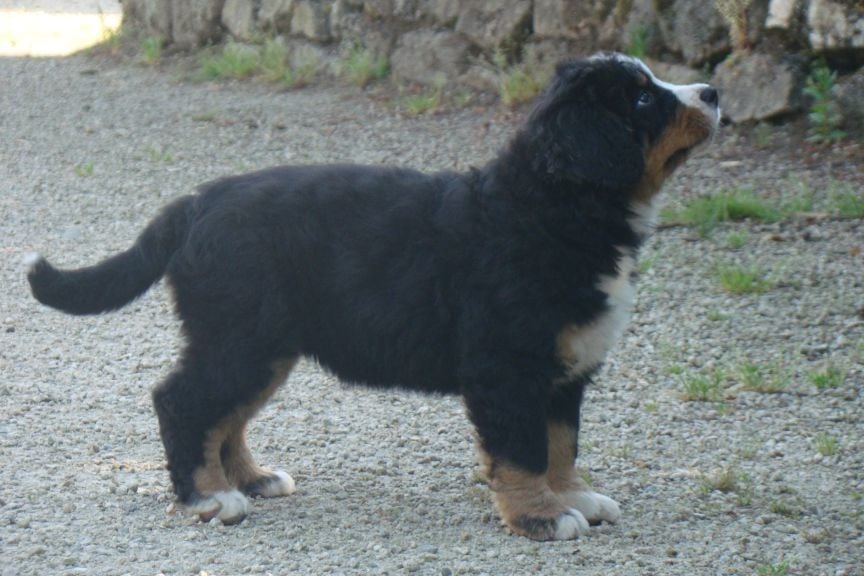 CHIOT 1