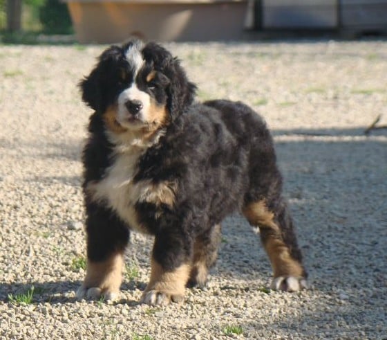 CHIOT 3