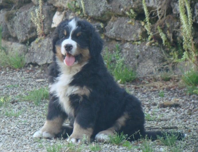 CHIOT 3