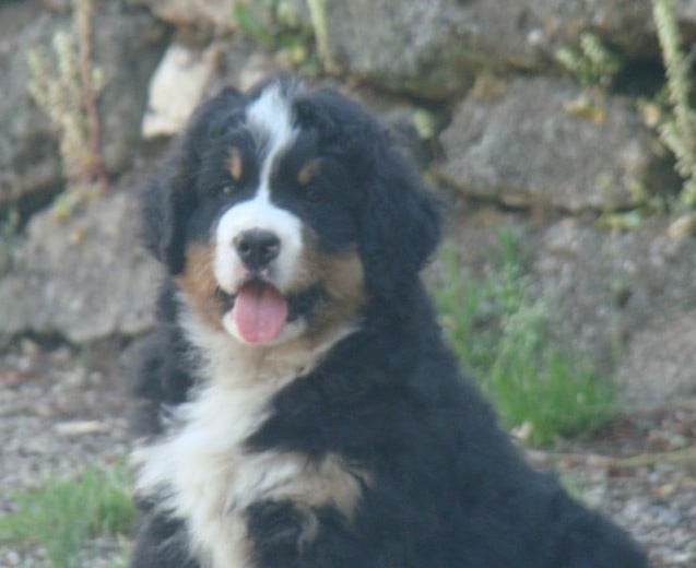 CHIOT 3