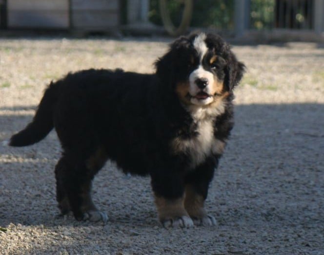 CHIOT 3