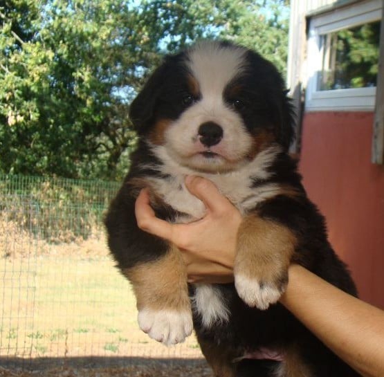 CHIOT 4