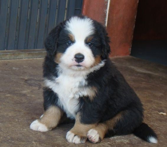 CHIOT 4