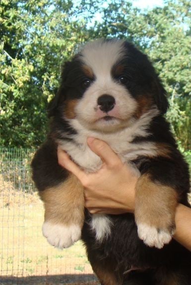 CHIOT 4