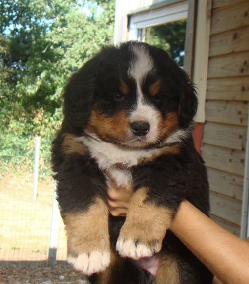 CHIOT 5
