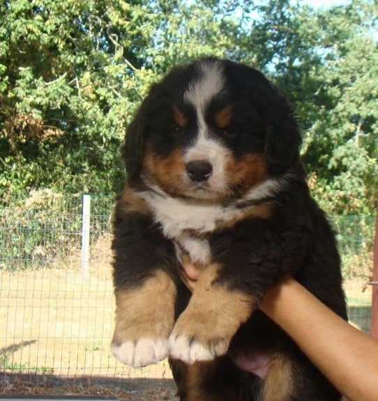 CHIOT 5