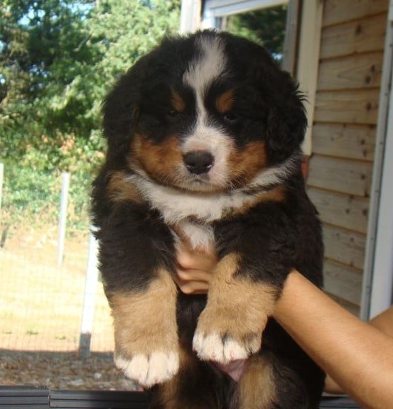 CHIOT 5