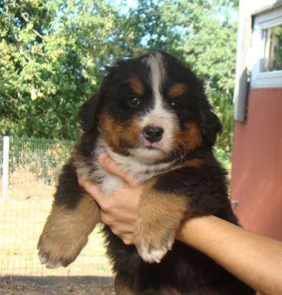 CHIOT 3