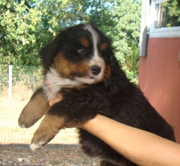 CHIOT 3