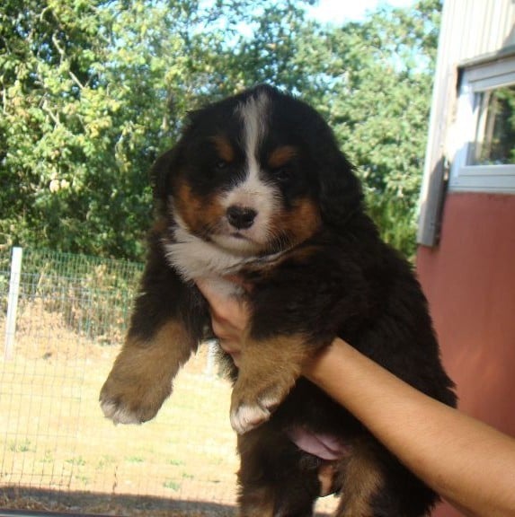 CHIOT 3