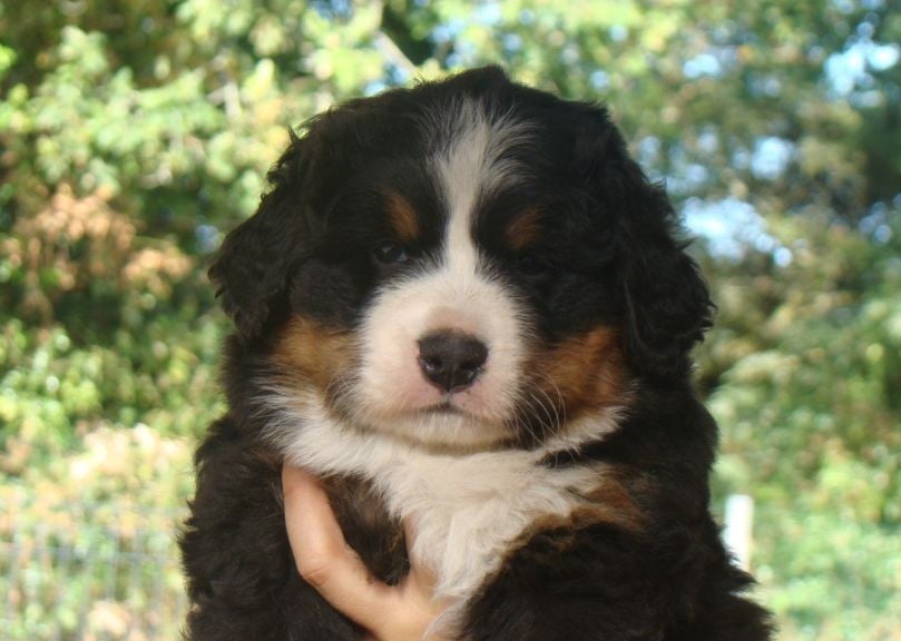 CHIOT 1