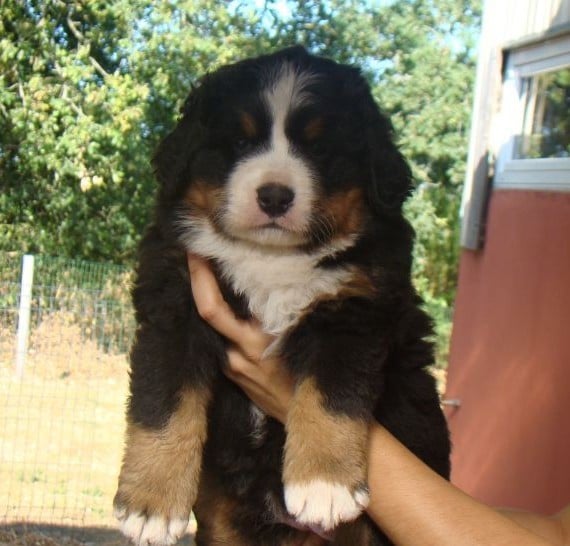 CHIOT 1