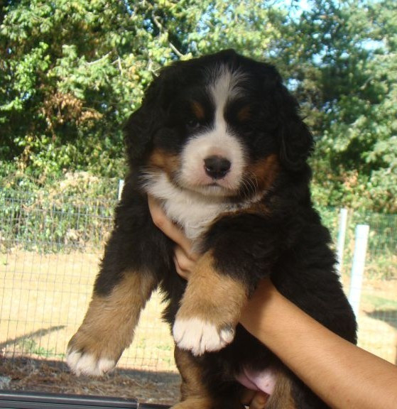 CHIOT 1
