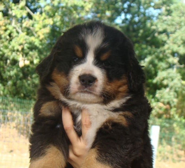 CHIOT 2