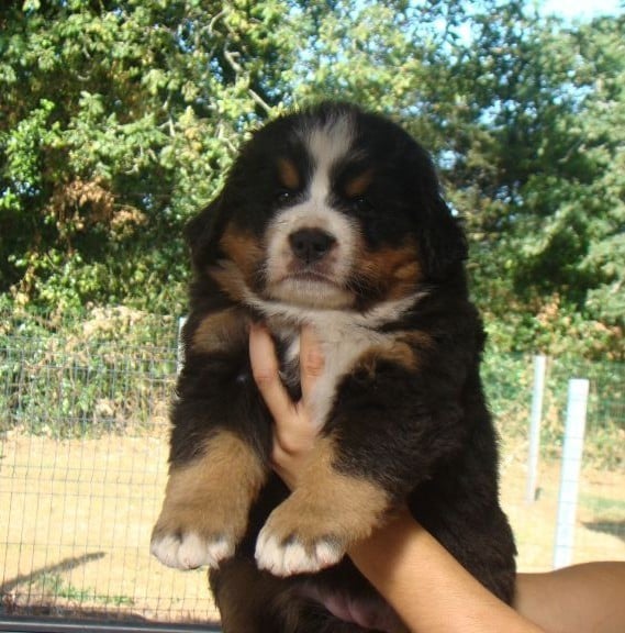 CHIOT 2