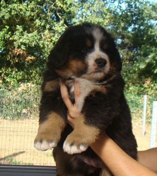 CHIOT 2