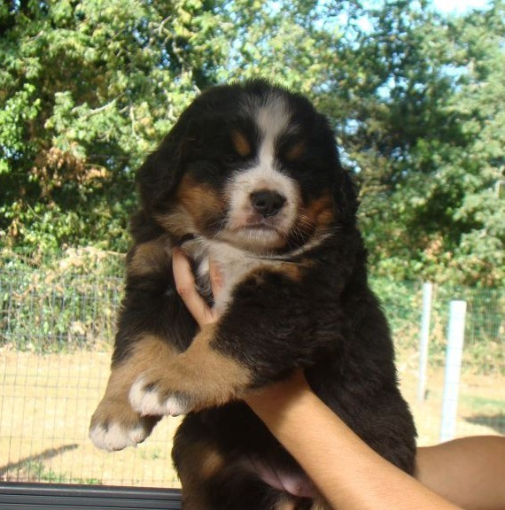 CHIOT 2