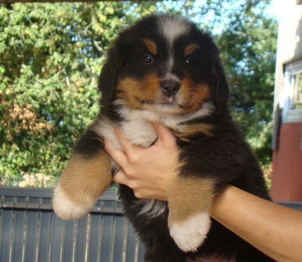 CHIOT 1