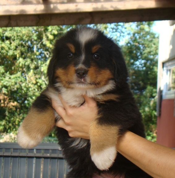 CHIOT 1