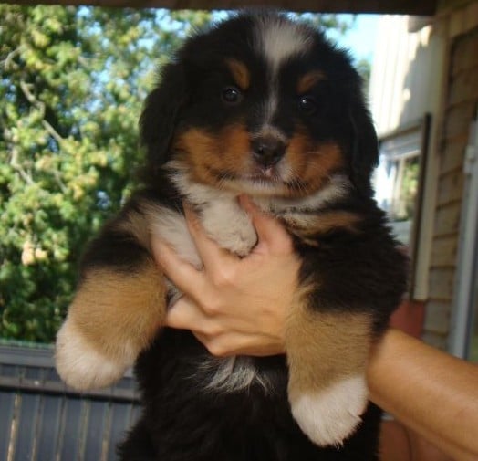 CHIOT 1