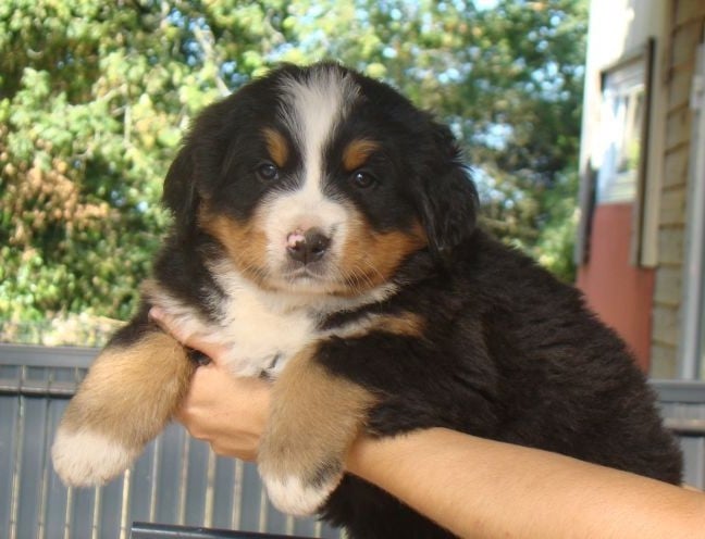 CHIOT 3
