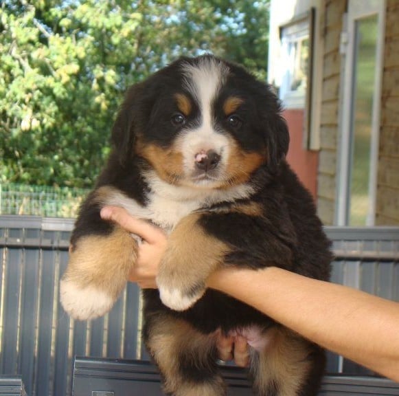 CHIOT 3