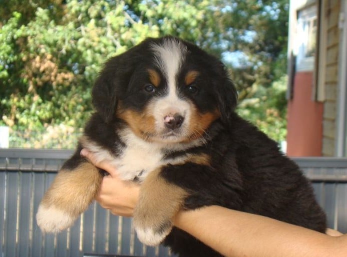 CHIOT 3