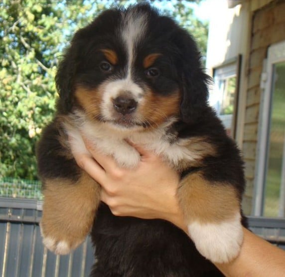 CHIOT 4
