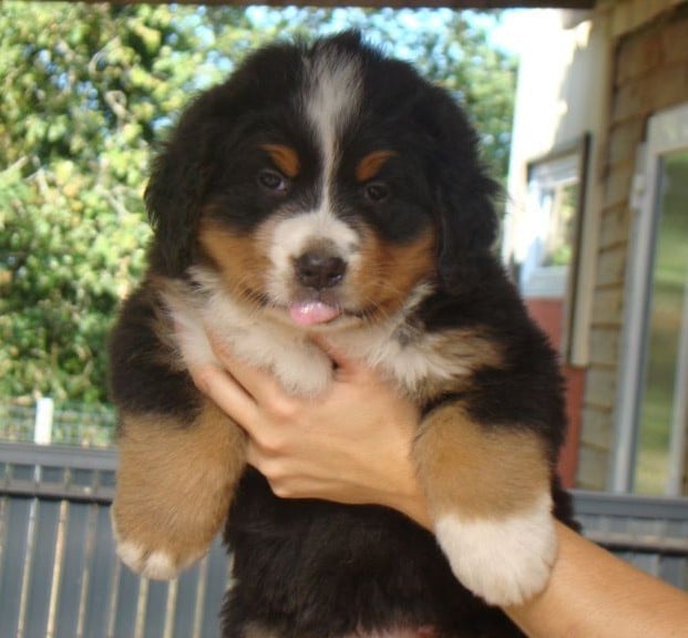 CHIOT 4