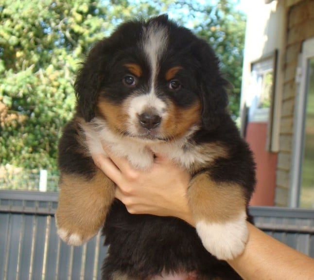 CHIOT 4