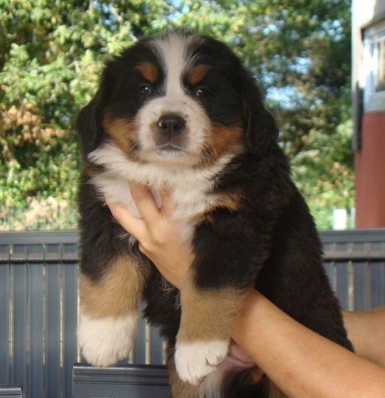 CHIOT 2