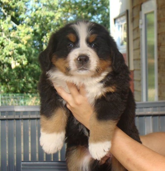CHIOT 2