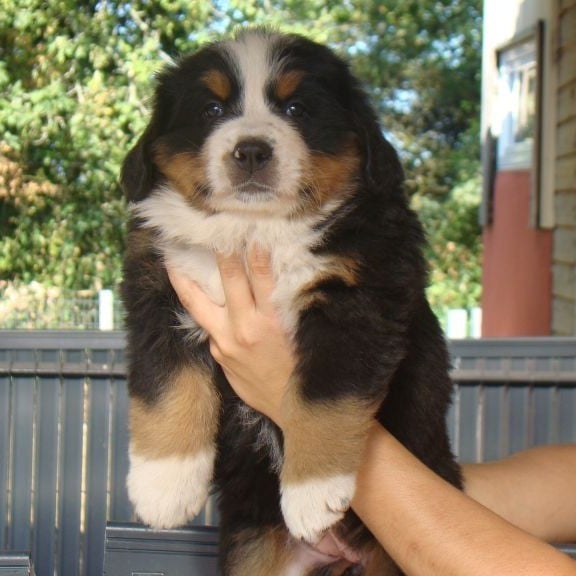 CHIOT 2