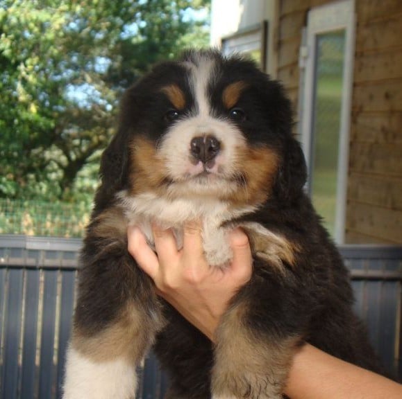 CHIOT 5